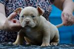 Micro Extreem American bully=>GrChEscobar Colorbomb Chester, Dieren en Toebehoren, Honden | Bulldogs, Pinschers en Molossers, Particulier