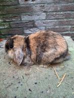 hangoordwergen te koop, Dieren en Toebehoren, Konijnen, Meerdere dieren, Dwerg, Hangoor, 0 tot 2 jaar