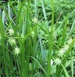 Carex grayi. Zegge soort. Siergrassen. P9 planten, Vaste plant, Siergrassen, Ophalen of Verzenden, Halfschaduw