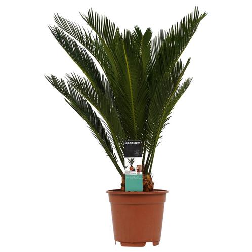 Decorum Cycas Revoluta, Huis en Inrichting, Kamerplanten, Minder dan 100 cm, Halfschaduw, Verzenden