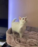 Brits Korthaar poesje met paspoort en chip, Dieren en Toebehoren, Katten en Kittens | Raskatten | Korthaar, Poes, Gechipt, 0 tot 2 jaar