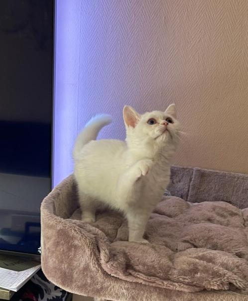 Brits Korthaar poesje met paspoort en chip, Dieren en Toebehoren, Katten en Kittens | Raskatten | Korthaar, Poes, 0 tot 2 jaar