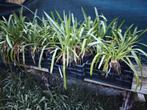 Agapanthus Africanus alba, Ophalen, Zomer, Overige soorten, Volle zon