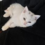100% Britse korthaar Wit 9 weken mag  direct mee, Dieren en Toebehoren, Poes, Ontwormd