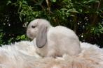 Iron grey VC minilop rammetje te koop, Dieren en Toebehoren, Mannelijk, Dwerg, Hangoor, 0 tot 2 jaar