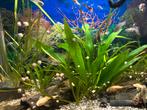 Aquarium kleine Appelslakken.  Stuur ook op., Dieren en Toebehoren, Vissen | Aquaria en Toebehoren, Ophalen of Verzenden