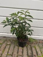 Prunus lusitanica angustifloia.  portugese laurier, Ophalen of Verzenden, Laurier, 100 tot 250 cm