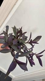 Mooie tradescantia palida, Ophalen, Overige soorten, Minder dan 100 cm
