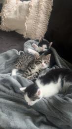 Kittens, Dieren en Toebehoren, Meerdere dieren