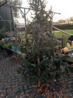 b keuze kerstbomen 7,50 euro, Ophalen, Nieuw, Overige materialen, 50 tot 100 mm