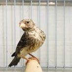 witstuit edelzangers poppen ruilen  tegen  mannen witstuit, Dieren en Toebehoren, Vogels | Overige Vogels, Vrouwelijk, Tropenvogel