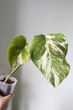 Monstera albo variegata, Huis en Inrichting, Kamerplanten, Ophalen, Overige soorten, Minder dan 100 cm