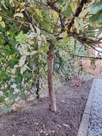 Salix integra 'Hakuro-Nishiki' - Bonte Wilg, Tuin en Terras, Planten | Bomen, Ophalen, Volle zon, Overige soorten, 100 tot 250 cm