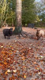 2 ouessant ooien, Dieren en Toebehoren, Schapen, Geiten en Varkens, Vrouwelijk, Schaap, 0 tot 2 jaar