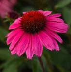 Zonnehoed ‘Echinacea’ “sombrero rose” vaste plant, Ophalen, Zomer, Overige soorten, Volle zon
