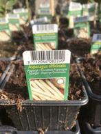 Paarse Asperge (Asparagus Off. Pacific Purple), Ophalen of Verzenden, Gehele jaar, Volle zon, Wortelstok
