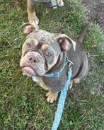 Old english bulldog, Dieren en Toebehoren, 15 weken tot 1 jaar, Teef, Bulldog, Eén hond