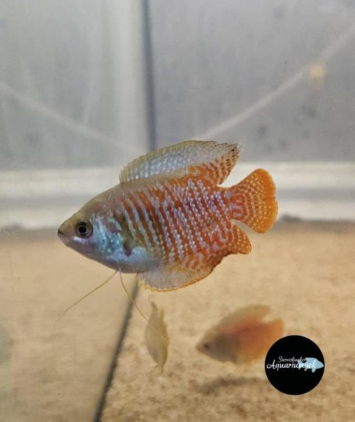 Trichogaster lalius – Dwerggourami, Dieren en Toebehoren, Vissen | Aquariumvissen, Zoetwatervis, Vis