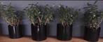 Grote 50cm bio kamerplanten Crassula Ovata geldboompjes pot, Tuin en Terras, Bloempotten, Rond, Binnen, Ophalen of Verzenden, Zo goed als nieuw