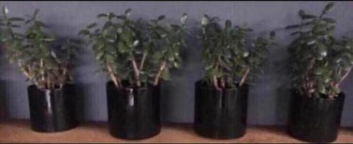 Grote 50cm bio kamerplanten Crassula Ovata geldboompjes pot, Tuin en Terras, Bloempotten, Zo goed als nieuw, Terracotta, Binnen