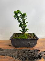 Chameacyparis sekka bonsai, Tuin en Terras, Planten | Bomen, Ophalen, Overige soorten