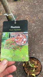Photinia ‘red robin’ op stam groenblijvend nu 25% korting, Ophalen, Zomer, Halfschaduw, 100 tot 250 cm