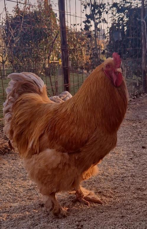 Cochin - Orpington, Dieren en Toebehoren, Pluimvee, Kip, Geslacht onbekend