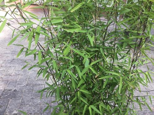 Fargesia Demissa Gerry ( niet woekerende bamboe!!! ), Tuin en Terras, Planten | Struiken en Hagen, Struik, Bamboe, 250 cm of meer
