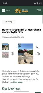 Hotensia op stam, Tuin en Terras, Planten | Tuinplanten, Ophalen, Zomer, Overige soorten, Halfschaduw