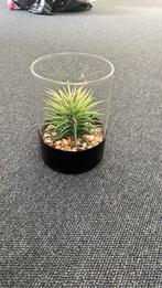 Leuke nep plantje, Ophalen, Overige soorten, In pot, Minder dan 100 cm