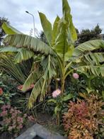 bananenplanten banenbomen uitzoeken, Tuin en Terras, Planten | Tuinplanten, Ophalen, Overige soorten, Volle zon