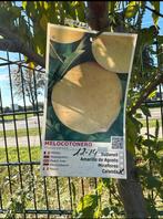 Perzikboom 'Calanda' -Prunus persica fruitboom in pot, Overige soorten, Lente, Minder dan 100 cm, Ophalen