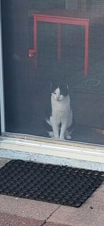 Kater oreo, Dieren en Toebehoren, Katten en Kittens | Overige Katten, Kater, Kortharig, 6 jaar of ouder