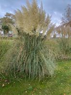 Pampasgras Pluimen te koop!, Tuin en Terras, Ophalen, Varens, Volle zon