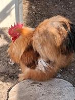 Cochin kriel kippen, Dieren en Toebehoren, Meerdere dieren, Kip