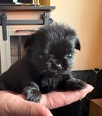 mini chihuahua pups 4 dames 3 heren 400 gram mogen verhuizen, Dieren en Toebehoren, Parvo, 8 tot 15 weken, Meerdere, Meerdere dieren