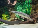 💥 XL Florida Gar - Snoek, Dieren en Toebehoren, Vissen | Aquariumvissen, Vis, Zoetwatervis