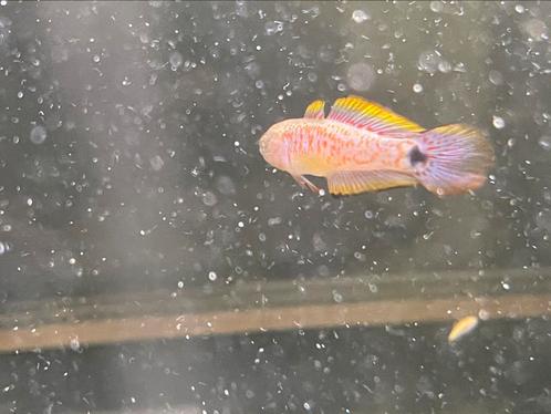 Tateurndina ocellicauda - Pauwooggrondel, Dieren en Toebehoren, Vissen | Aquariumvissen, Vis
