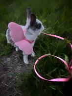 Schattige gratis konijnen, Dieren en Toebehoren, Konijnen, Mannelijk