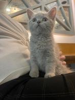 Lilac Briste korthaar Kitten 10 weken, Dieren en Toebehoren, Poes