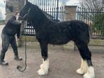 Prachtige diepzwarte Shire Horse jaarling hengst te koop, Dieren en Toebehoren, Paarden, Hengst, 160 tot 165 cm, Recreatiepaard