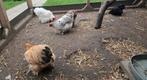 4 kippen en 1 haan, Dieren en Toebehoren, Meerdere dieren, Kip