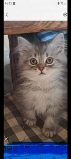 Prachtige Maine coon kittens  KATERTJES, Dieren en Toebehoren, Katten en Kittens | Raskatten | Langhaar, Meerdere dieren, Ontwormd