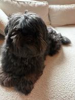 Shih tzu, Dieren en Toebehoren, Reu, 1 tot 2 jaar, Eén hond, Klein