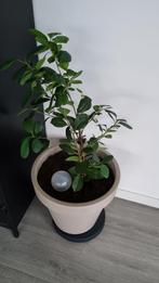 Ficus Microcarpa Ginseng (zonder pot), Ficus, Minder dan 100 cm, Groene kamerplant, Halfschaduw