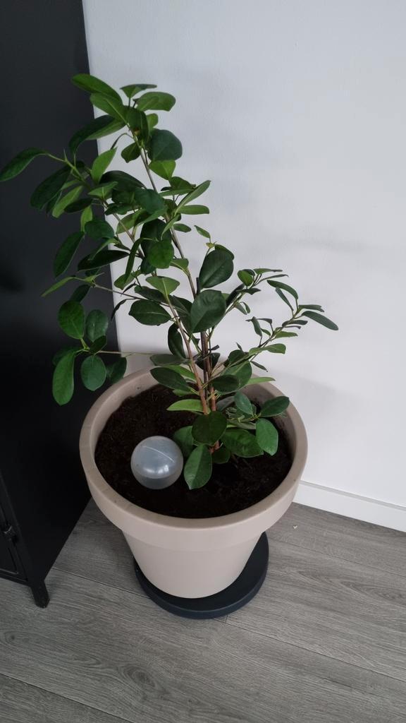 Ficus Microcarpa Ginseng (zonder pot), Huis en Inrichting, Kamerplanten, Ficus, Minder dan 100 cm, Groene kamerplant, Halfschaduw