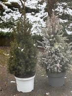 2 Kleine Sparrenboompjes in Pot, Tuin en Terras, Planten | Tuinplanten, Volle zon, Vaste plant, Bloeit niet, Ophalen