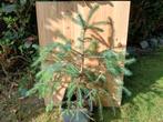 Picea jezoensis, ezo spar pre bonsai, In pot, Bloeit niet, Minder dan 100 cm, Overige soorten