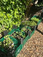 Biologische groenteplantjes te koop, Tuin en Terras, Volle zon, Groenteplanten, Eenjarig, Ophalen of Verzenden