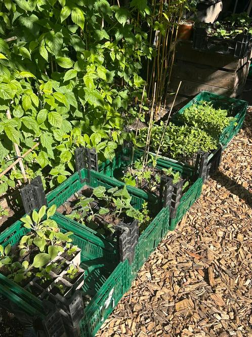Biologische groenteplantjes te koop, Tuin en Terras, Planten | Tuinplanten, Eenjarig, Groenteplanten, Volle zon, Zomer, Ophalen of Verzenden